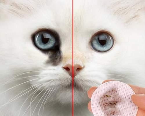 猫咪眼睛泪痕问题解决方案（如何有效去除猫咪眼睛泪痕，让宠物更健康）