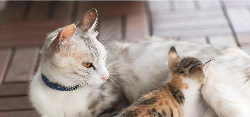 猫咪一只叫个不停的原因与处理方法（探究猫咪叫声背后的含义与解决猫咪叫闹问题的有效办法）
