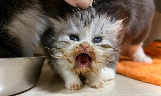 宠物猫咪与婴儿相处之道（以猫咪婴儿脸_猫咪会伤害婴儿吗为主题的分析）