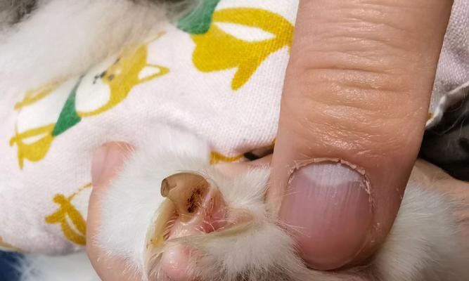 如何保持猫咪指甲健康？（从猫咪指甲的血线图看起，了解正确的照顾方法）