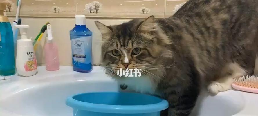 猫咪只喝水不吃饭？看这里的喂食小窍门（宠物护理，让爱萌猫健康成长）