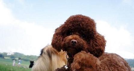 泰迪犬的咬伤与焦虫病的传播（探究宠物饲养与疾病防控的重要性）