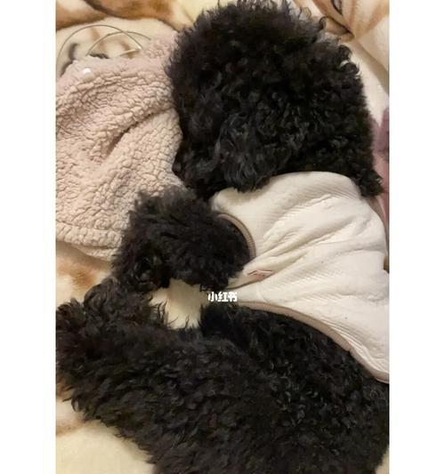 泰迪犬为什么会呼噜？（探究泰迪犬呼噜的原因和解决方法）