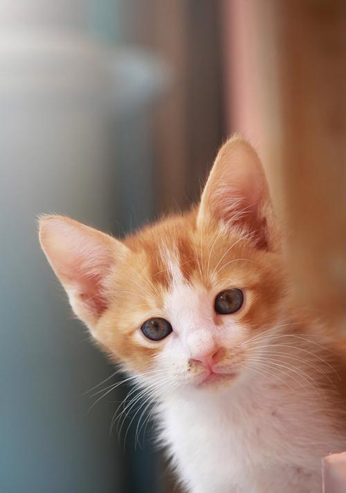 田园猫猫咪up主的宠物世界（探秘田园猫猫咪的日常生活）