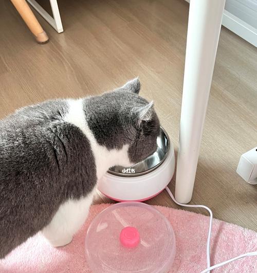 宠物猫咪不能喝温水的原因与解决方案（喂养猫咪的正确方式，以保障健康成长）