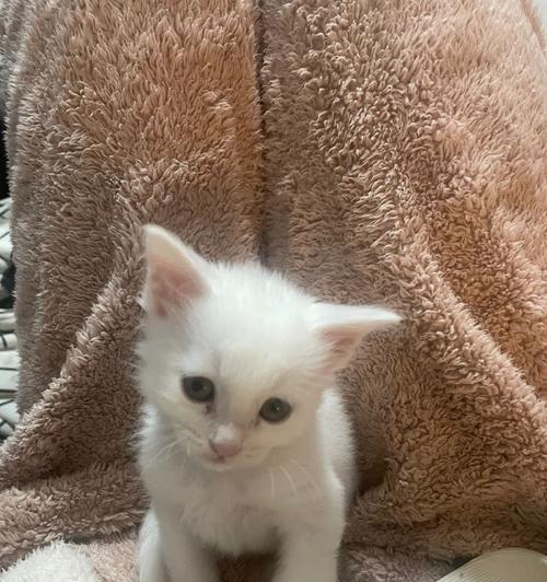夏日宠物护理，猫咪半夜吐白沫该如何应对？（夏天猫咪身体不适的原因分析与处理方案）
