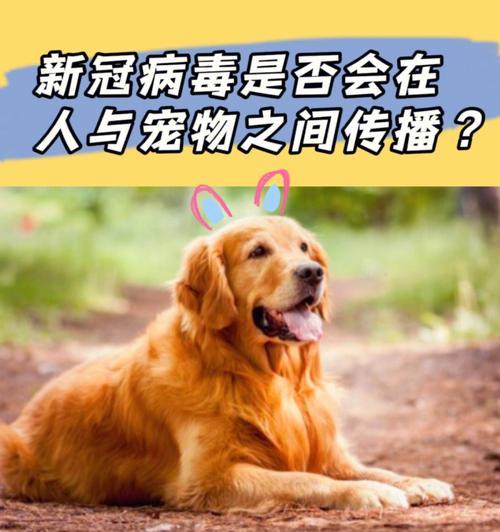 宠物狗疾病防治必备知识，提高免疫力是关键（宠物狗疾病防治必备知识，提高免疫力是关键）