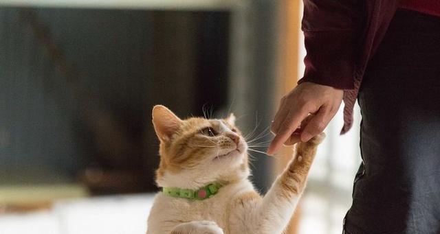 如何让小猫停止抓人（驯养小猫的技巧和注意事项）