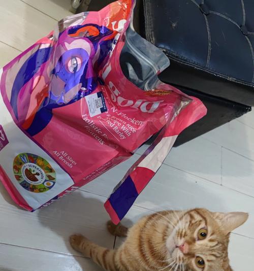 小猫为什么不吃素力高？（以宠物为主，了解小猫的饮食需求）