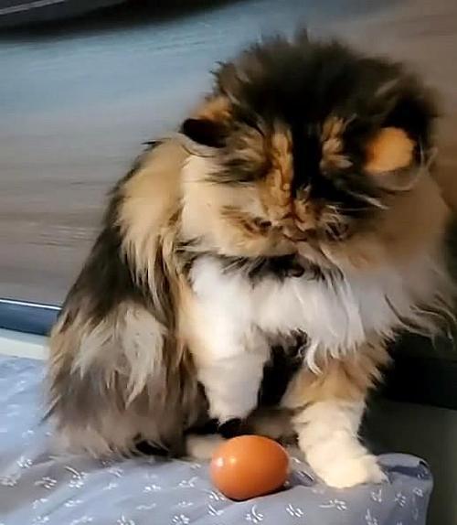 小猫吃鸡蛋的故事（探究宠物喜欢的食物）