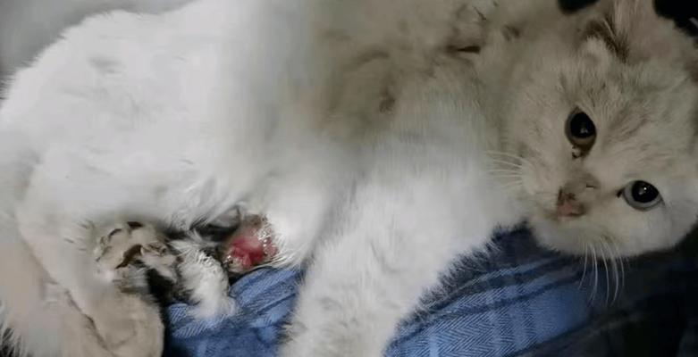 小猫脚受伤不吃东西，原因及治疗方法详解（宠物养护知识）