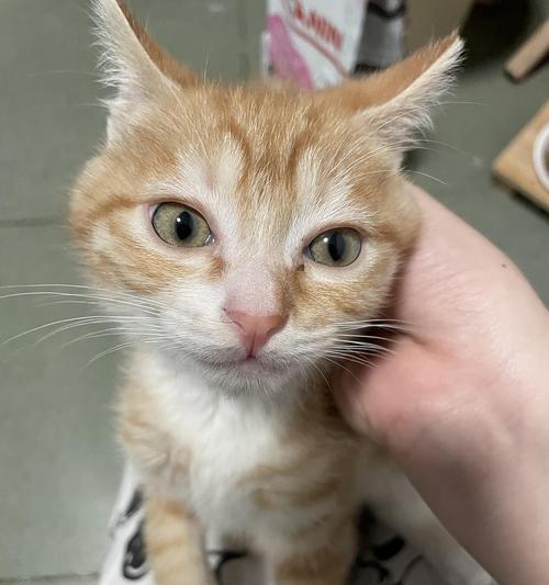 小猫拉稀黄色怎么办？（以宠物为主，解决宝贝拉稀难题）