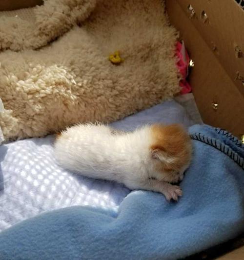 如何解决小猫软便问题（以粮食为主的调整方案与宠物健康建议）