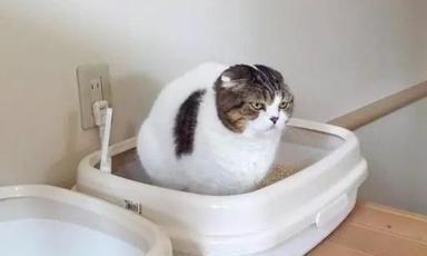小猫生下来多久不需要刺激排便？（探究小猫自主排便的时间与方法）