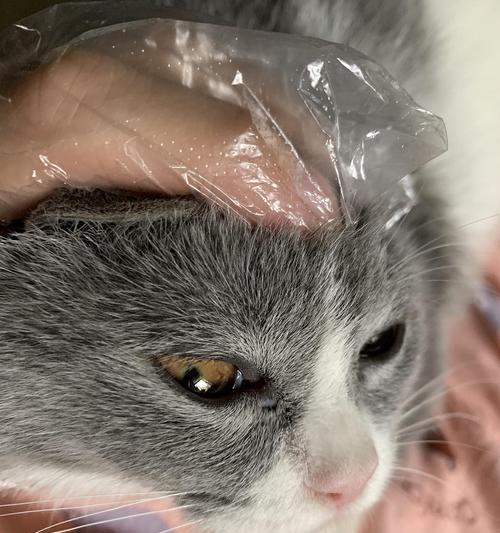 小猫生眼屎，如何有效清理？（宠物爱好者必看，如何清理小猫眼屎）