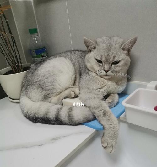 宠物小猫误食肥皂怎么办？（以小猫舔肥皂为教训，为宠物的健康保驾护航）