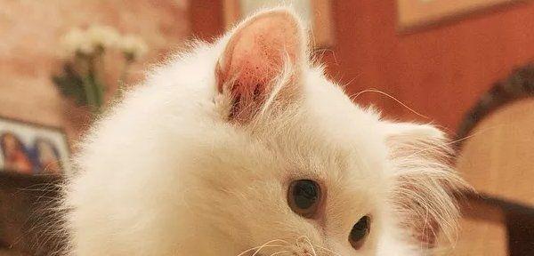 如何为小猫取一个好听的名字？（以宠物为主，探究名字的重要性）