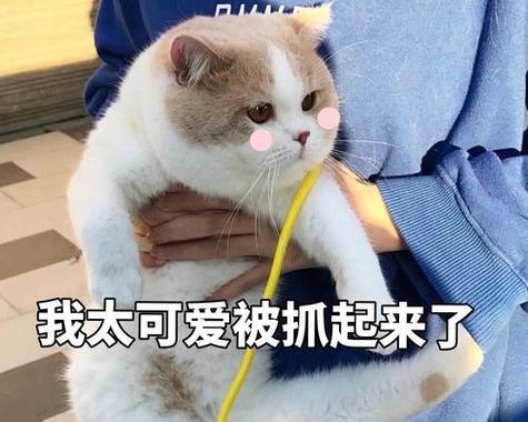 揭秘小猫的日常生活，看看它们都在干些什么（揭秘小猫的日常生活，看看它们都在干些什么）