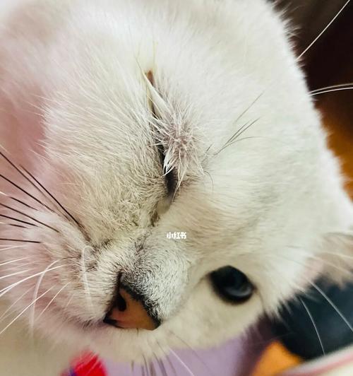 小猫挣眼睛了，怎么办？（宠物猫眼睛护理知识及小猫睁眼时间解析）
