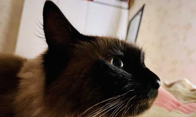宠物小猫嘴里黑色东西的问题（了解原因和解决方案，保护宠物健康）