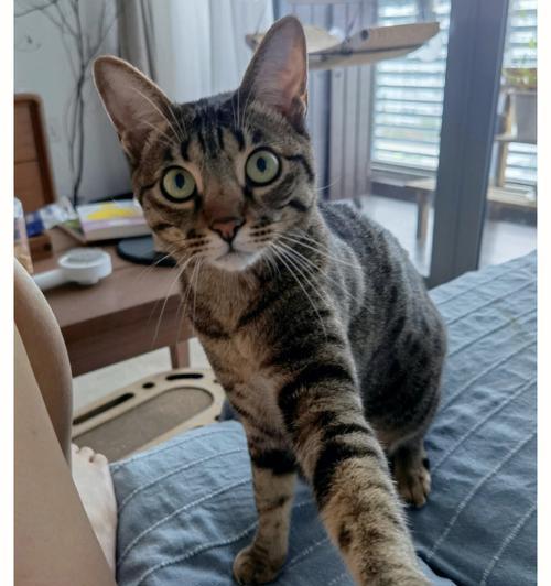 如何训练小猫蹲厕（从零开始，让你的小猫蹲厕无忧！）