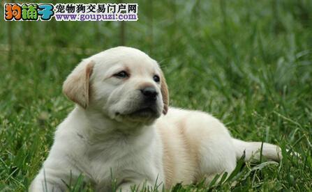 福建纯种拉布拉多犬价格揭秘（了解纯种拉布拉多犬的价格、健康和购买建议）