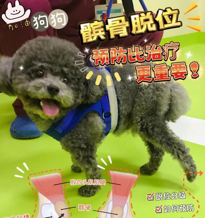 宠物狗狗髌骨脱位的治疗方法（以药物治疗缓解疼痛，加强体质恢复健康）