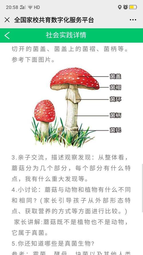 如何科学饲养幼年藏獒（以宠物为主，做好藏獒饲养）