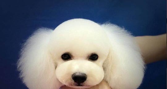 如何护理比熊犬的眼睛（宠物家庭必备的眼部护理知识）