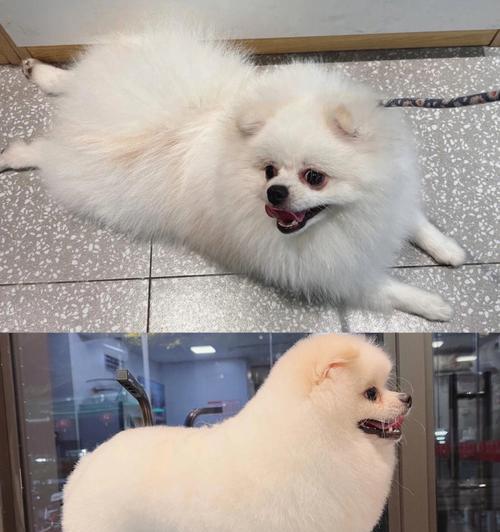 《博美犬美容小技巧大全》（学会这些技巧，让你的爱犬更加迷人动人）