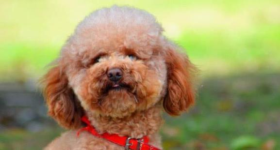 如何以六个方法将贵宾犬梳理干净（完美护理你的宠物，呈现无瑕的美丽毛发）