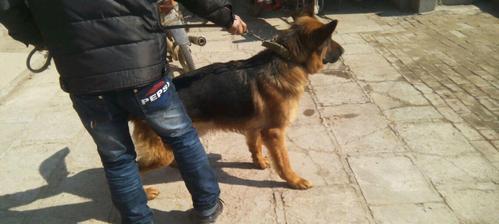如何以德国牧羊犬训练你的宠物？（使用正确的训练技巧与策略）