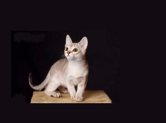 新加坡猫饲养方法详解（以宠物为主，打造幸福家庭）
