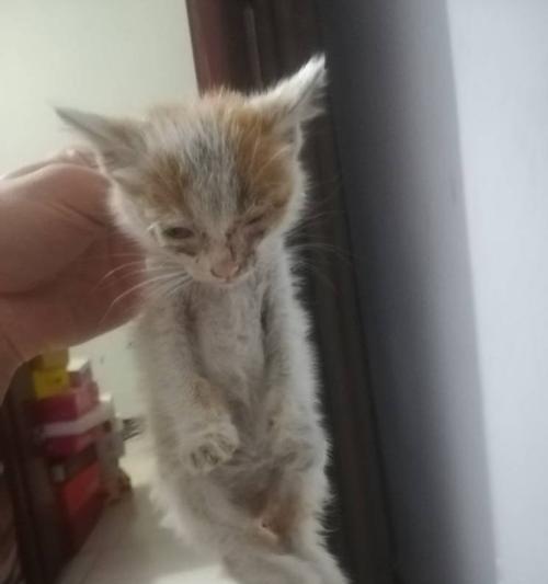 驱除猫身上的跳蚤，让宠物健康快乐（如何有效地对待猫咪身上的跳蚤问题）