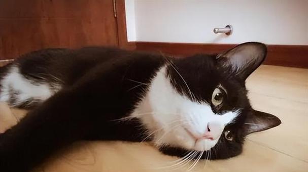 宠物猫抽搐大叫的原因及处理方法（揭秘宠物猫抽搐大叫的背后原因，有效方法帮你解决猫咪的病痛）
