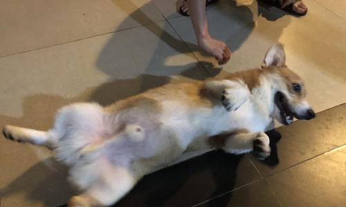 以柯基犬需要节育吗？（了解节育对柯基犬的影响及如何进行安全节育）