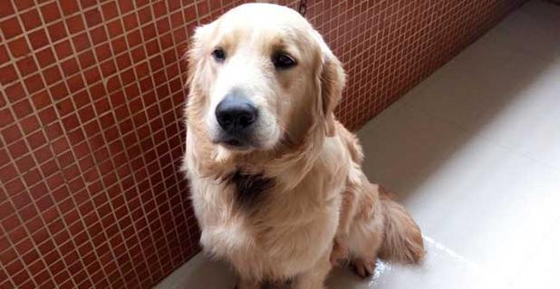 冬季饲养金毛犬的关键要点（宠物狗的保暖、饮食、锻炼和日常护理）