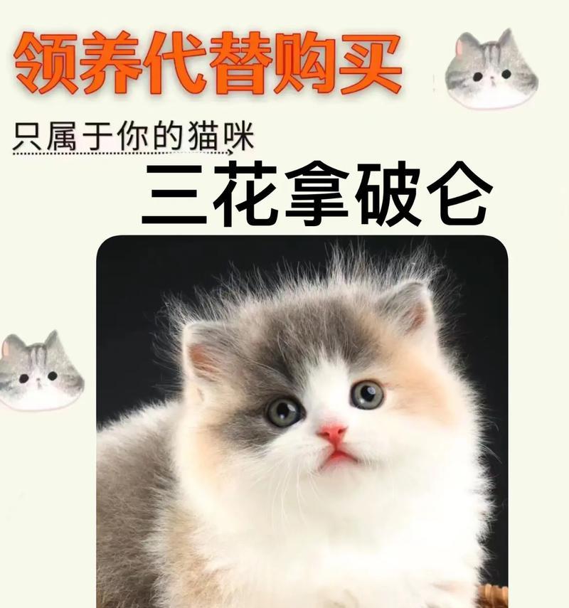 如何满足猫咪领养条件（以宠物为主，让猫咪找到温暖的家）