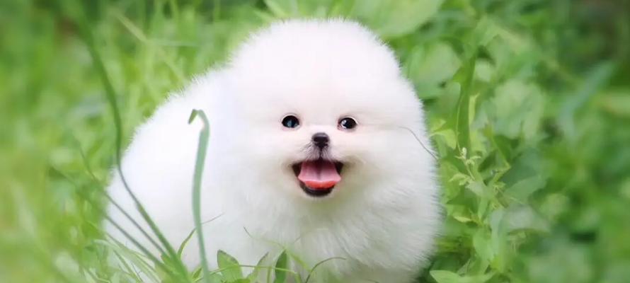 如何有效地惩罚你的博美犬（宠物教育的必要性与技巧分享）