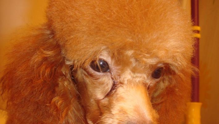 如何避免贵宾犬中暑？（预防措施、症状及应对方法）