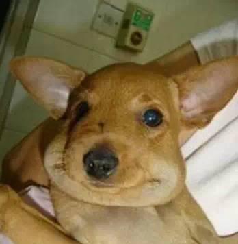 狗狗脸发黄怎么回事？如何解决？（宠物也有肝脏问题，及时察觉并治疗是关键！）