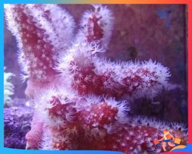 黑红小丑的饲养方法（打造漂亮的水族箱，养出健康的小丑鱼）