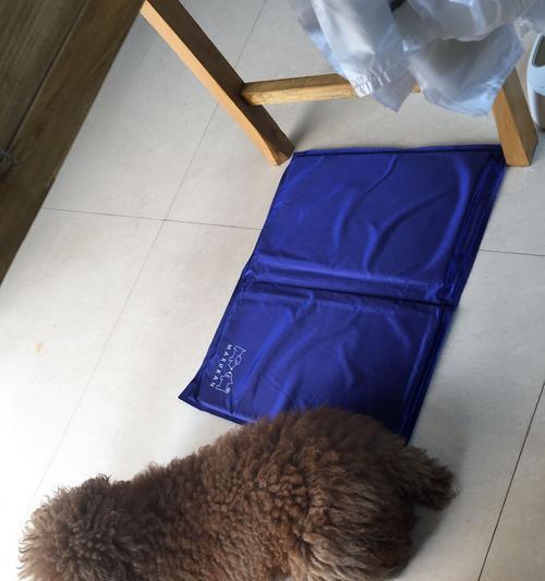 揭秘贵宾犬流泪原因（探究影响眼泪流出的因素及预防方法）
