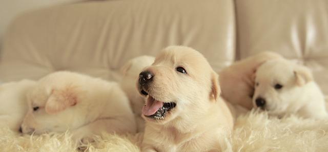 养幼犬全攻略（一步步带你打造健康活泼的宠物犬生活）