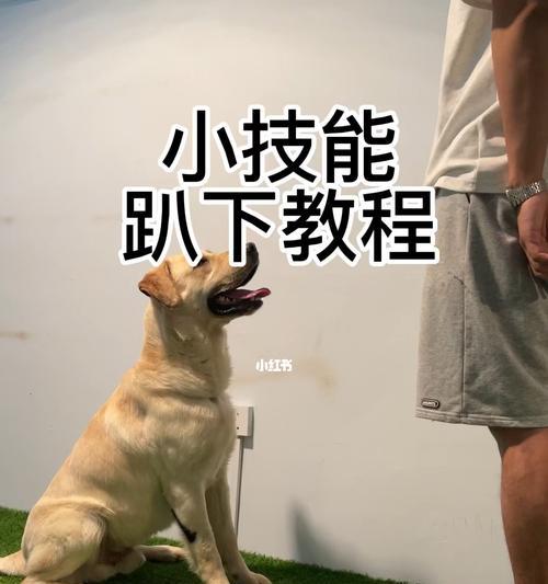如何训练沙皮握手？（以宠物为主的训练技巧）