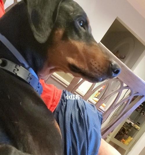 杜宾犬的洗澡技巧（宠物美容必备，教你如何正确给杜宾犬洗澡）