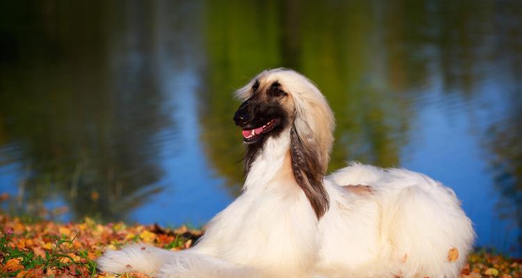 打造出最美的爱宠——揭秘阿富汗猎犬美容（从基础护理到专业美容，一步步让你的爱犬焕然一新）