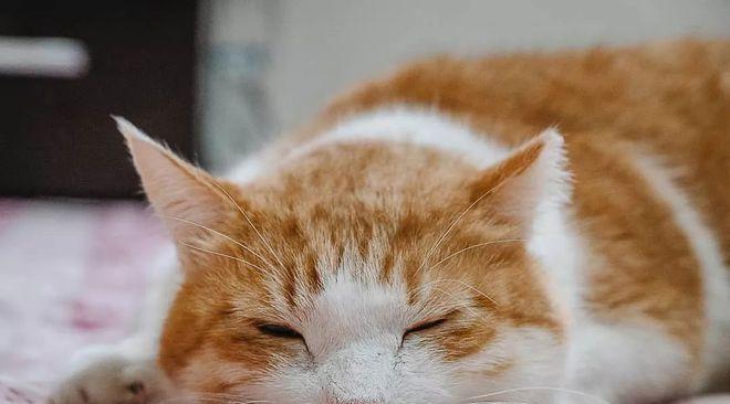 宠物之我想要一只猫咪（爱宠情深，让我们一起来看看这只可爱的小生命吧！）