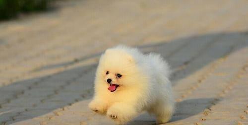 揭秘训练博美犬的绝密技巧（解锁高效培训，让你的宠物成为听话的好孩子）
