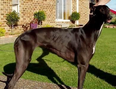 灵缇犬孕前检查指南（为您的宠物做好孕前检查，避免意外发生）